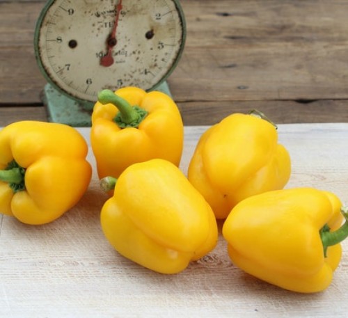 Bell Pepper Bogdan